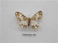 藏品(尺蛾115)的圖片